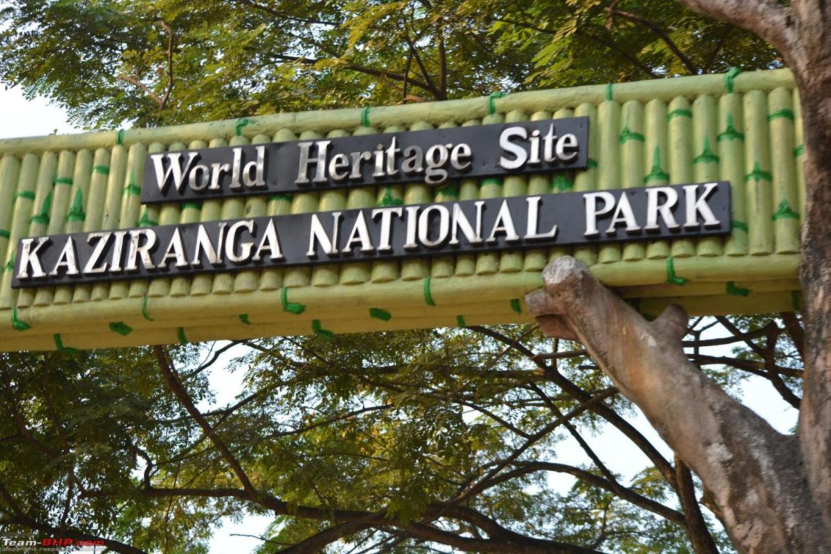 Exploring the Wilderness: Discovering the Riches of Kaziranga National Park